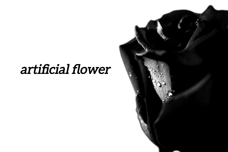 شاخه_رز_سیاه_گل_تسلیت_redroseshop.ir_کرج
