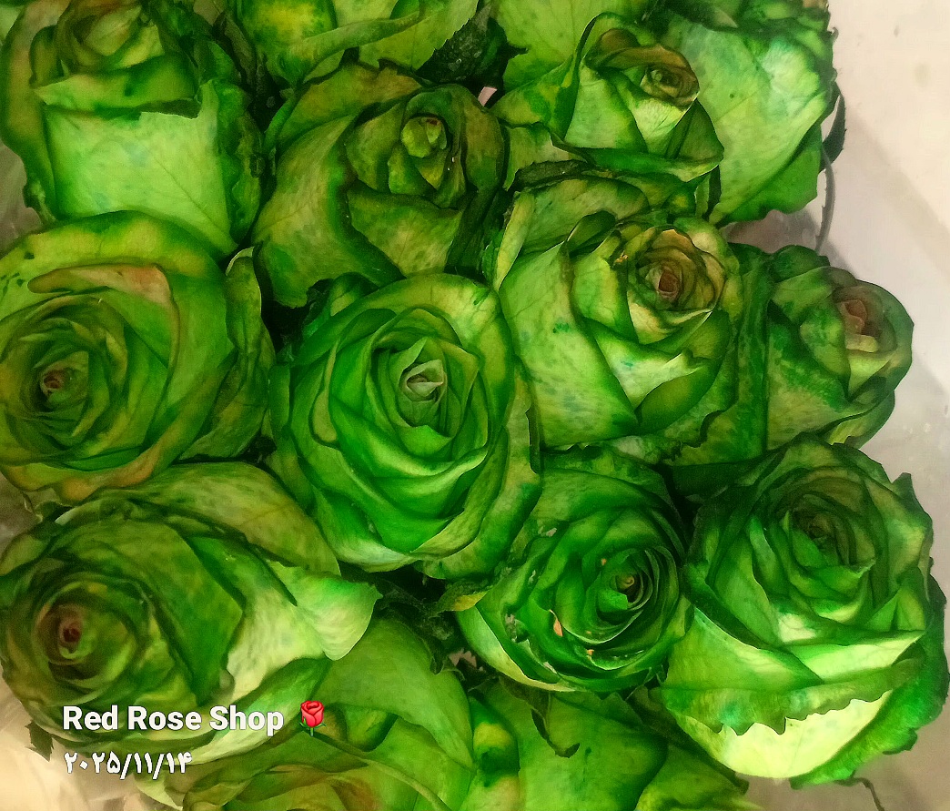 دسته گل رز سبز طبیعی برای هدیه لوکس