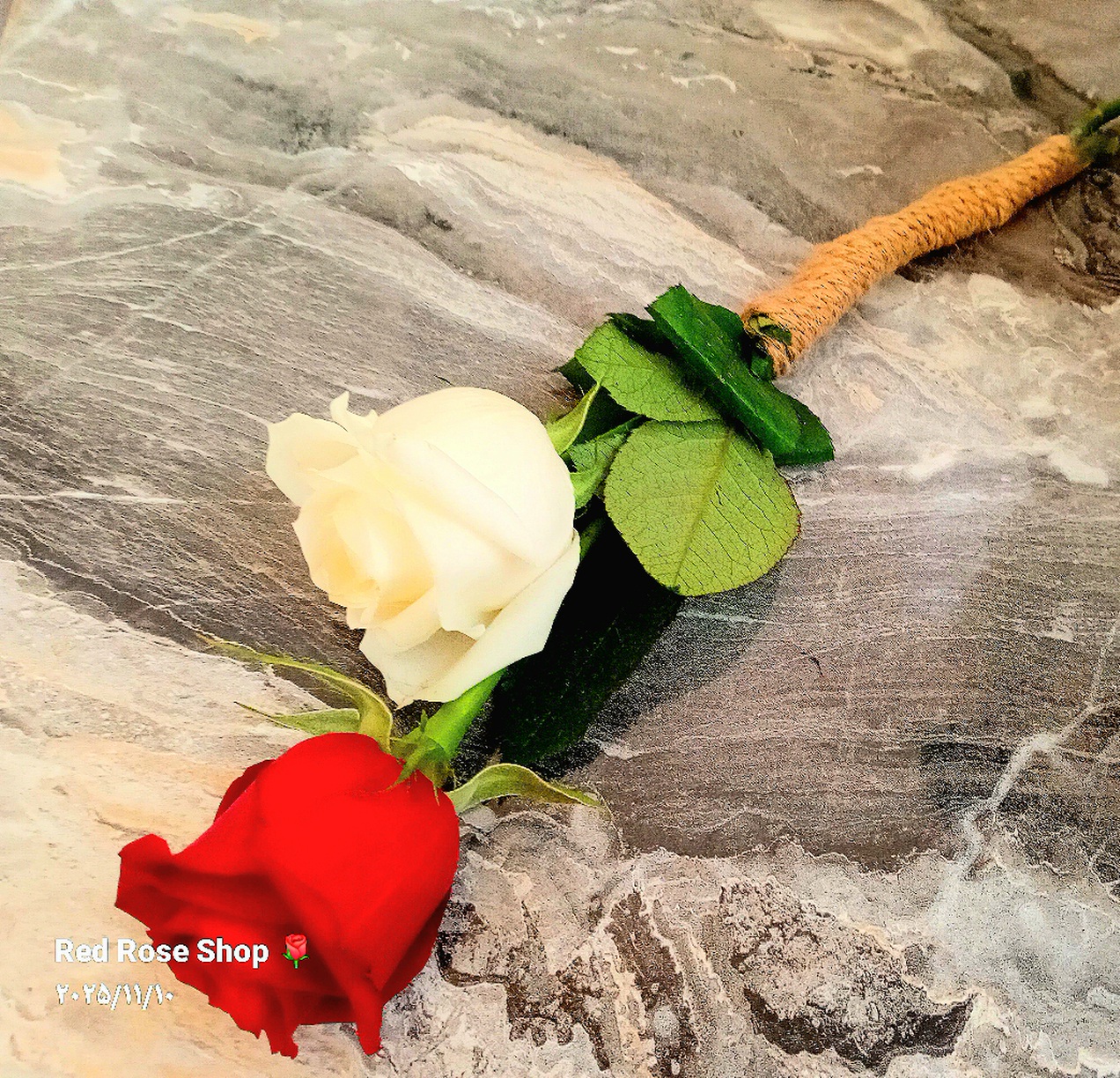 دوشاخه رز قرمز و سفید دسته گل کنف پیچ