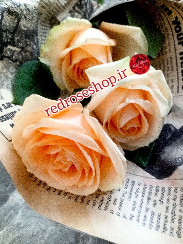 دسته گل رز نباتی ۳شاخه تزئین کاغذ روزنامه ای