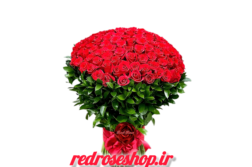 دسته-گل-رز-۱۰۰-شاخه-بسته-بندی-با-برگ-سبز-روبان-قرمز