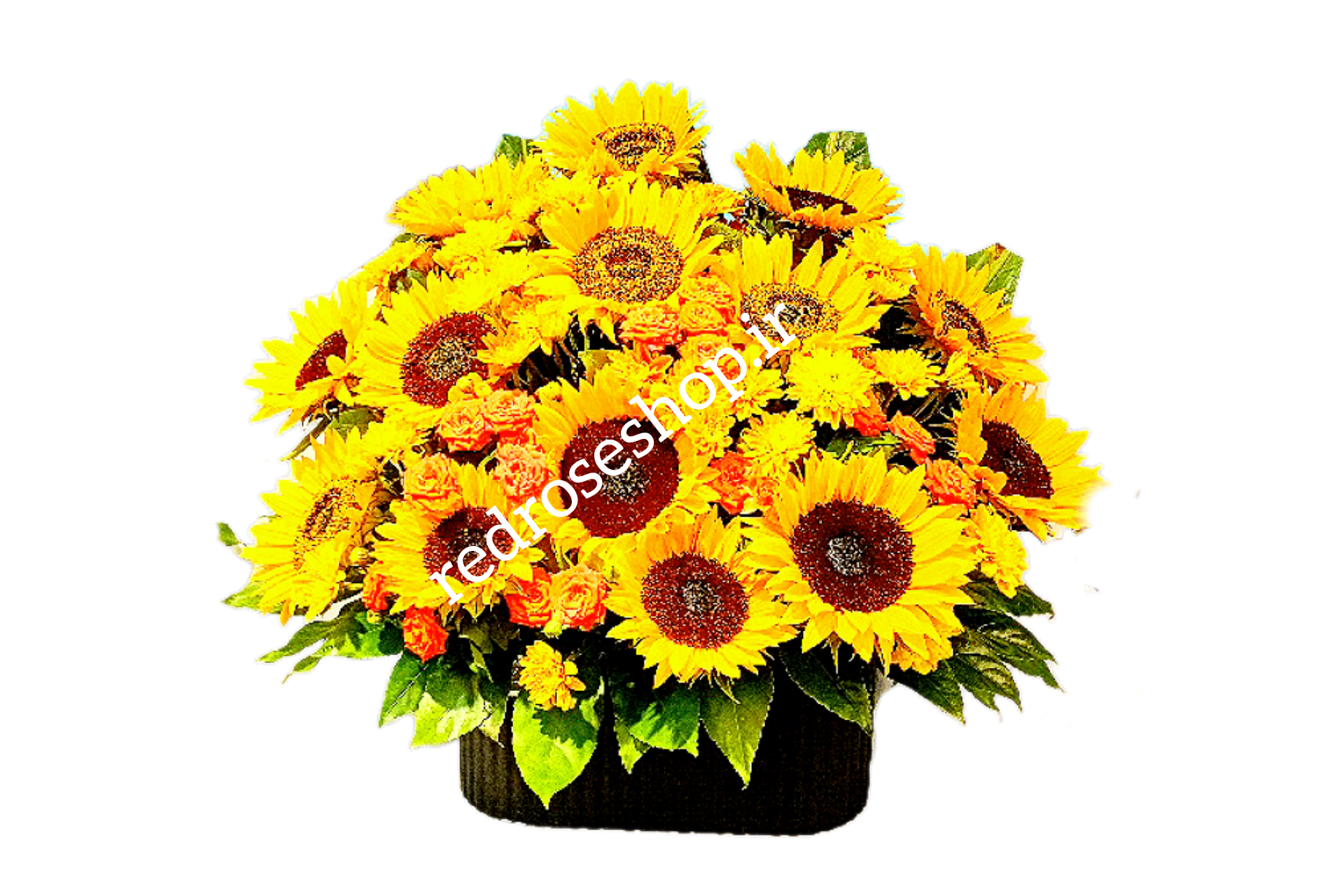 باکس-گل-گرد-آفتابگردان-بزرگ-برگ-سبز-تزیینی-مدل-گرد