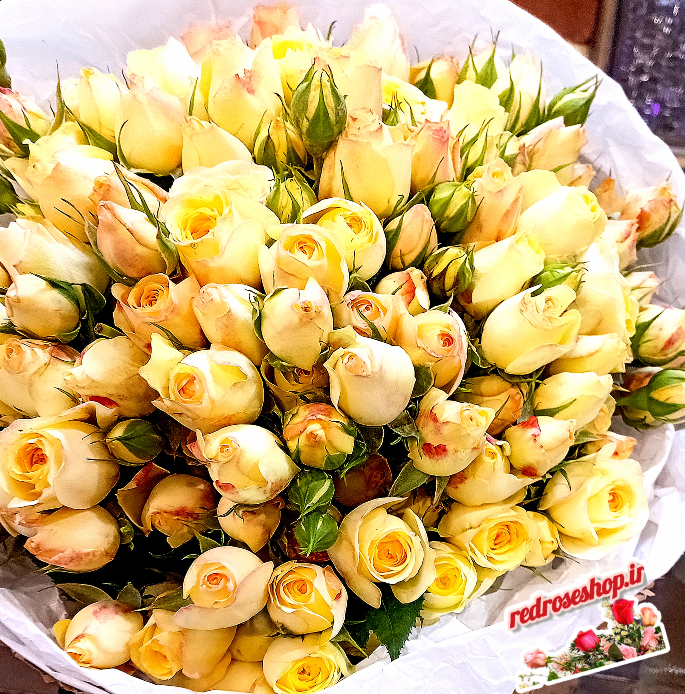 دسته-گل-بزرگ-غنچه-رز-نباتی-بسته-بندی-کرم-روبان-ساتن