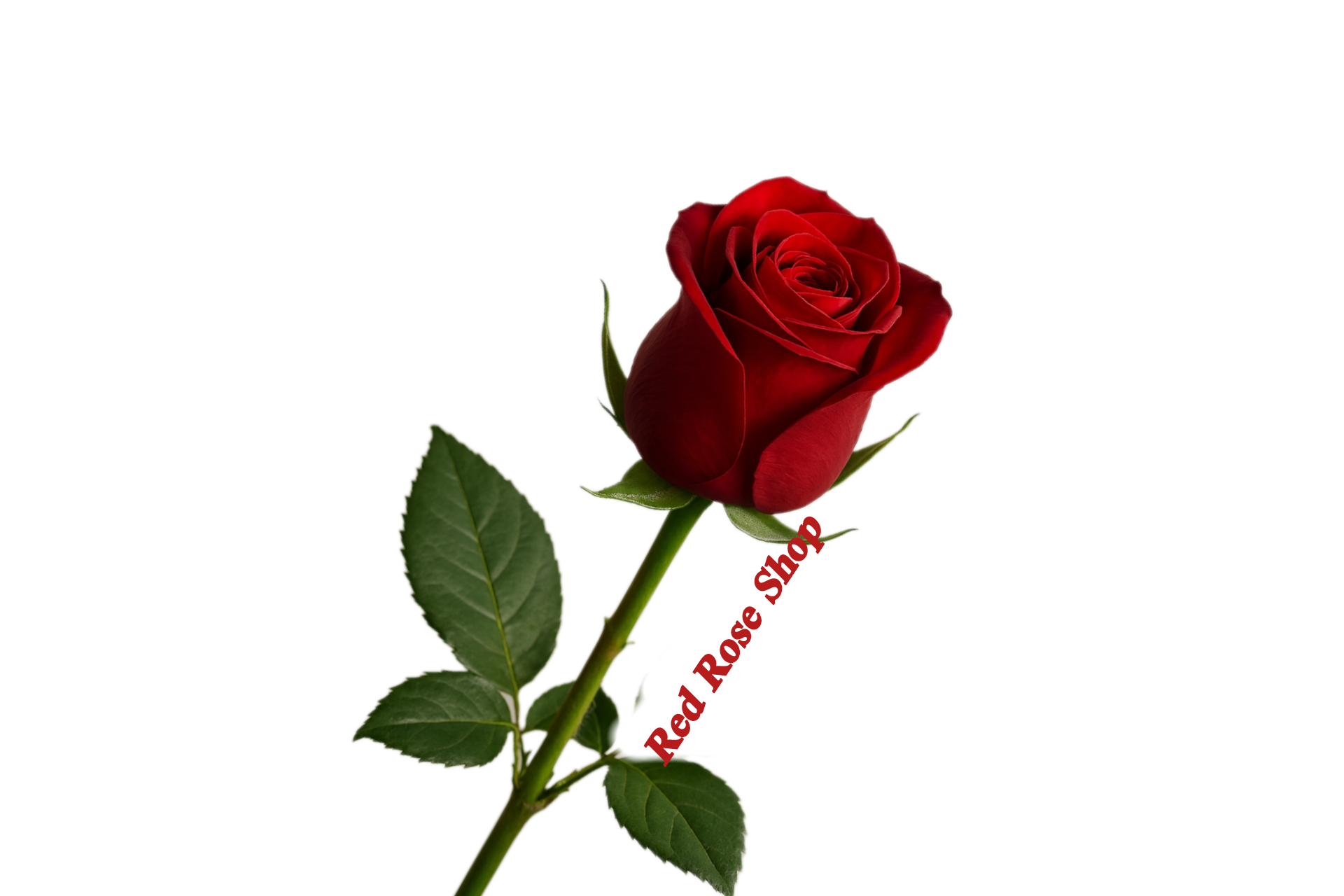 گل -شاخه -بریده- رز -قرمز -هلندی-ساقه-بلند