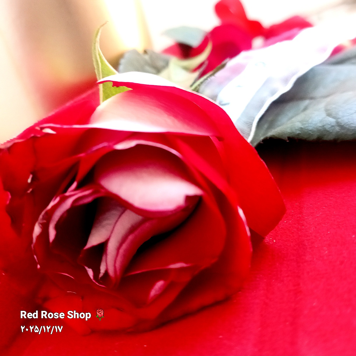 رز-قرمز-دو-رو-گلبرگ-دو-رنگ-در-گلفروشی-رز-قرمز-کرج