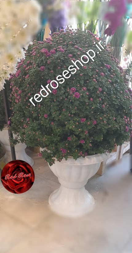 بوته گل داوودی