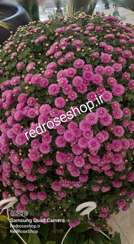 بوته گل داوودی یک جفت