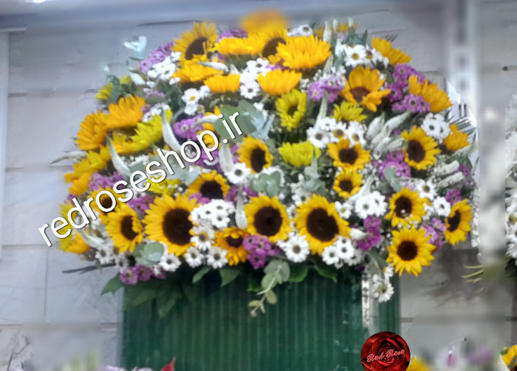 باکس تبریک آفتابگردان و داوودی