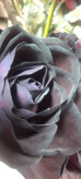 رز سیاه
