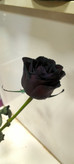 رز مشکی