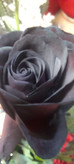 رز مشکی