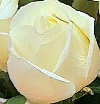 گل رز سفید هلندی طبیعی