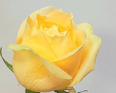 گل رز زرد هلندی طبیعی