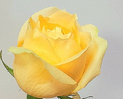 گل رز زرد هلندی طبیعی