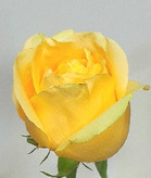 شاخه گل رز هلندی زرد کد ۸۵۳