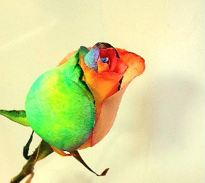 گل رز هفت رنگ هلندی