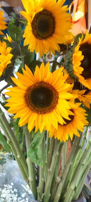 گل آفتابگردان