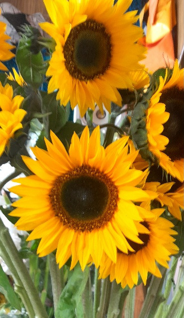 شاخه گل آفتاب آفتاب گردان