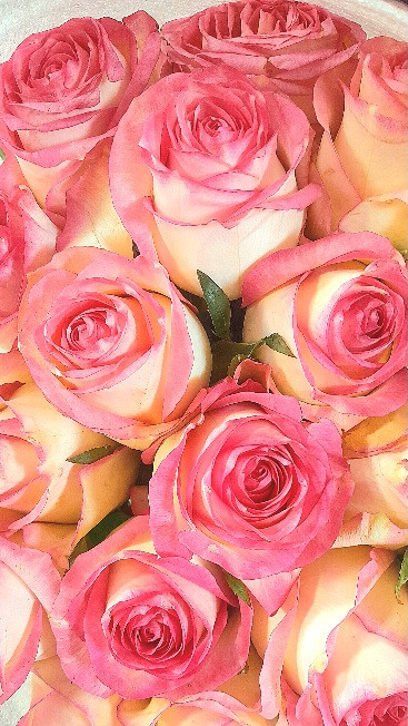 گل رز صورتی هلندی لب. ماتیکی