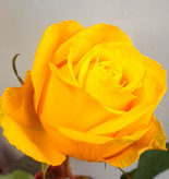 شاخه گل رز هلندی زرد کد ۸۵۳