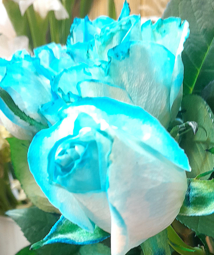 گل رز آبی لب ماتیکی هلندی