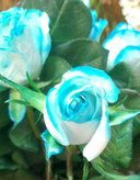 شاخه گل رز هلندی آبی لب ماتیکی کد۸۵۸