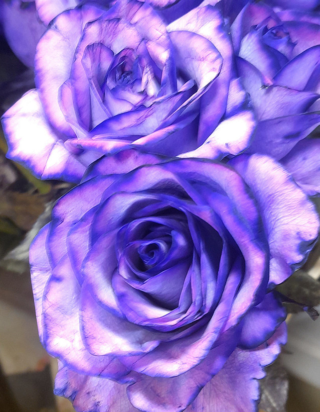 رز. آبی