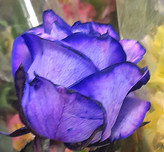 شاخه گل رز هلندی آبی کد۸۶۰