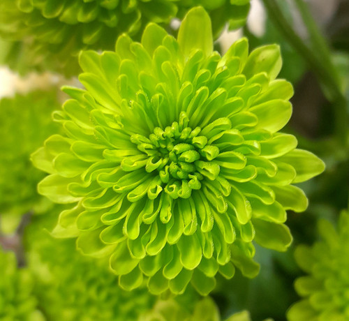 گل -داوودی -سبز-دسته ای-شاخه-بریده