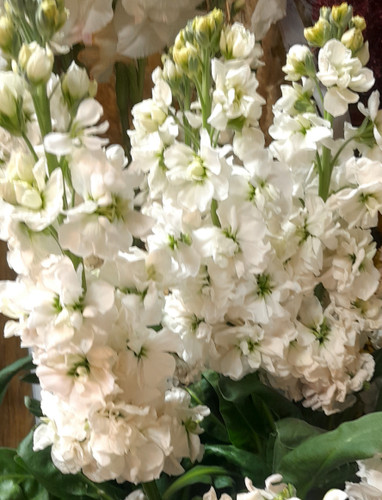 گل- شبو -سفید-شاخه-بریده