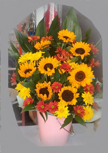 باکس گل آفتابگردان، داوودی