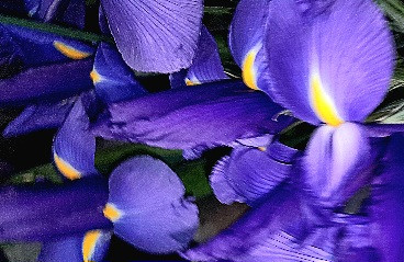 گل-شاخه-بریده-زنبق- بنفش