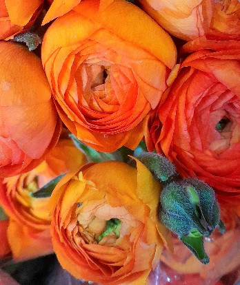 گل -شاخه-بریده-آلاله-دسته ای