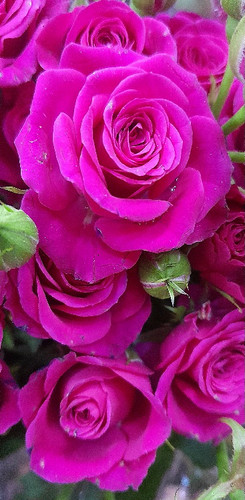 یک-دسته-گل-رز-مینیاتوری'-سرخابی-خوشه ای