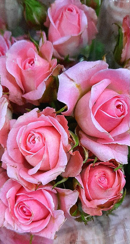 رز -مینیاتوری -صورتی-دسته ای