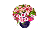 باکس گل داوودی السترومریا