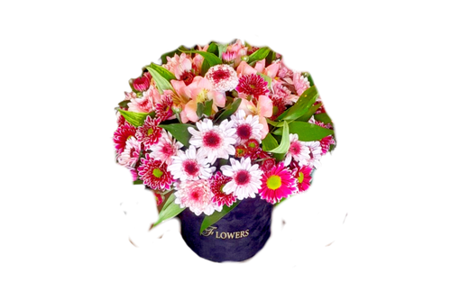 باکس گل داوودی السترومریا