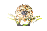 گل ترحیم