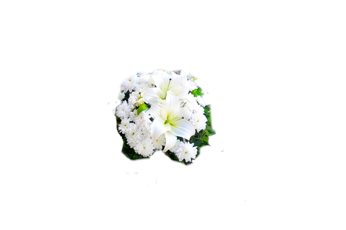 گل رومیزی لیلیوم داوودی سفید