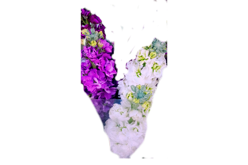 گل شبو