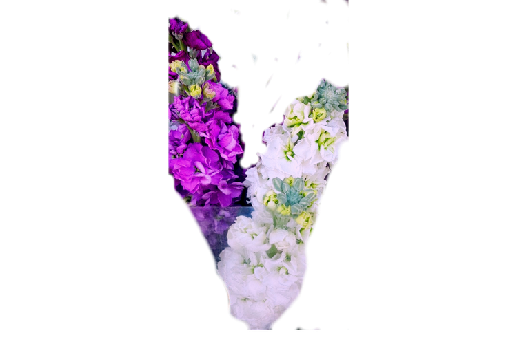 گل شبو شاخه بریده سفید و بنفش یاسی