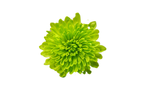 گل داوودی سبز