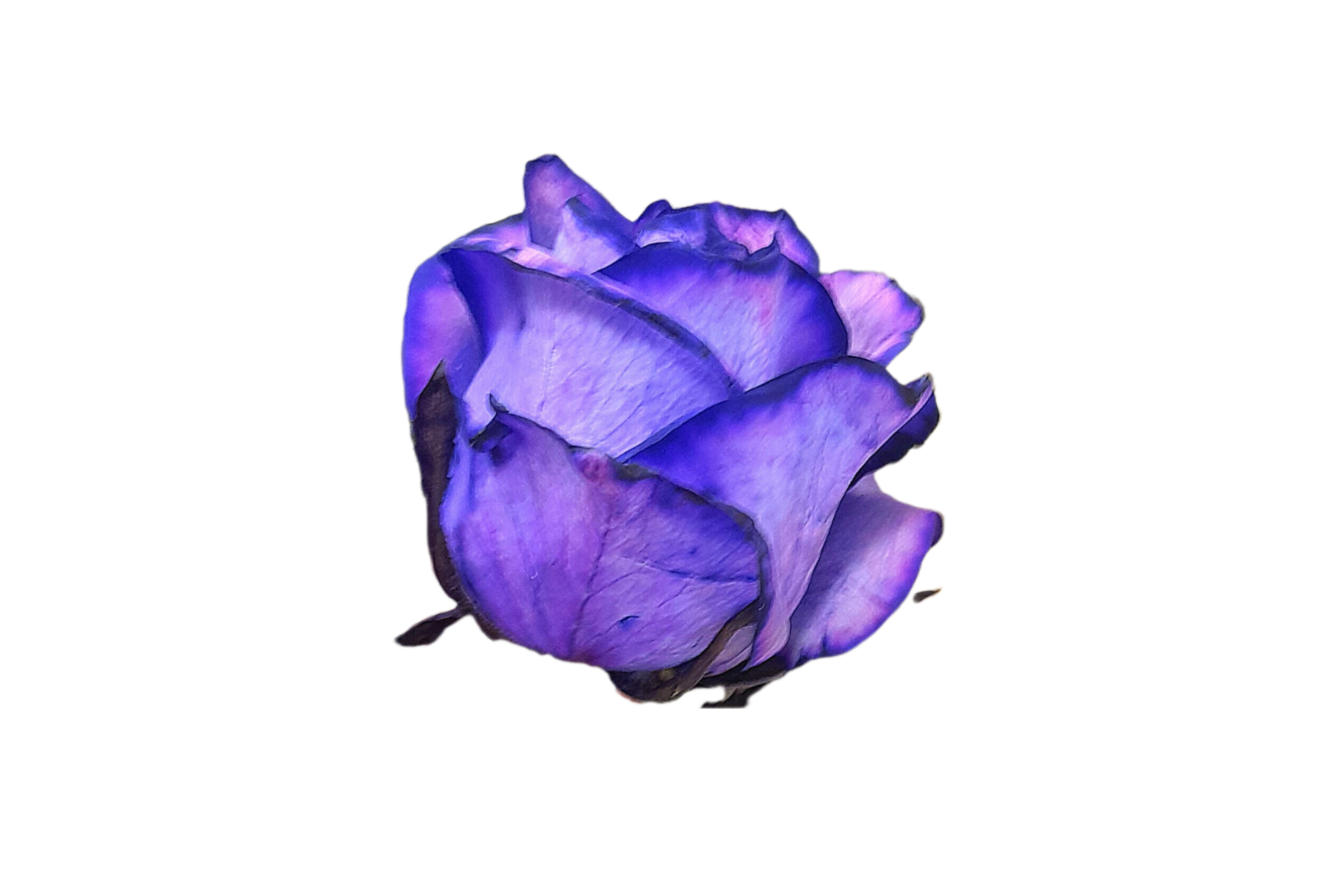 رز بنفش