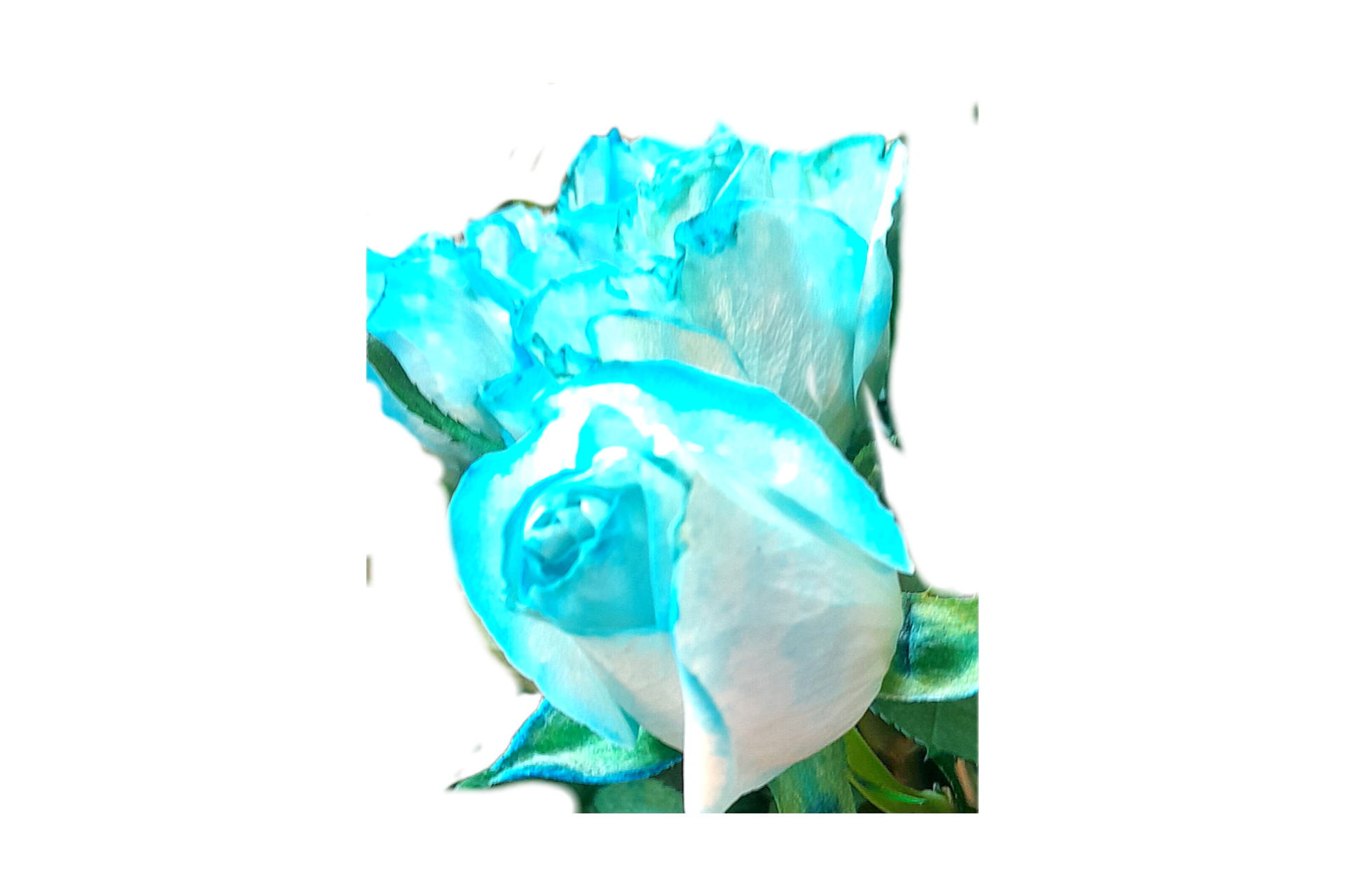 رز آبی لب