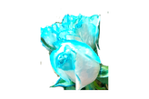 رز آبی لب