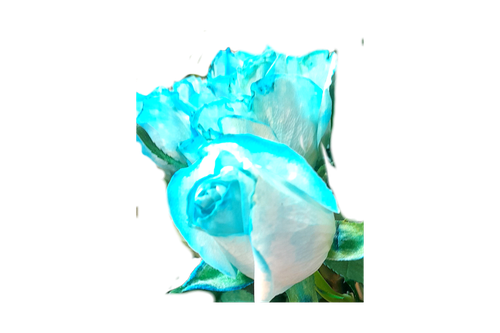 رز آبی لب