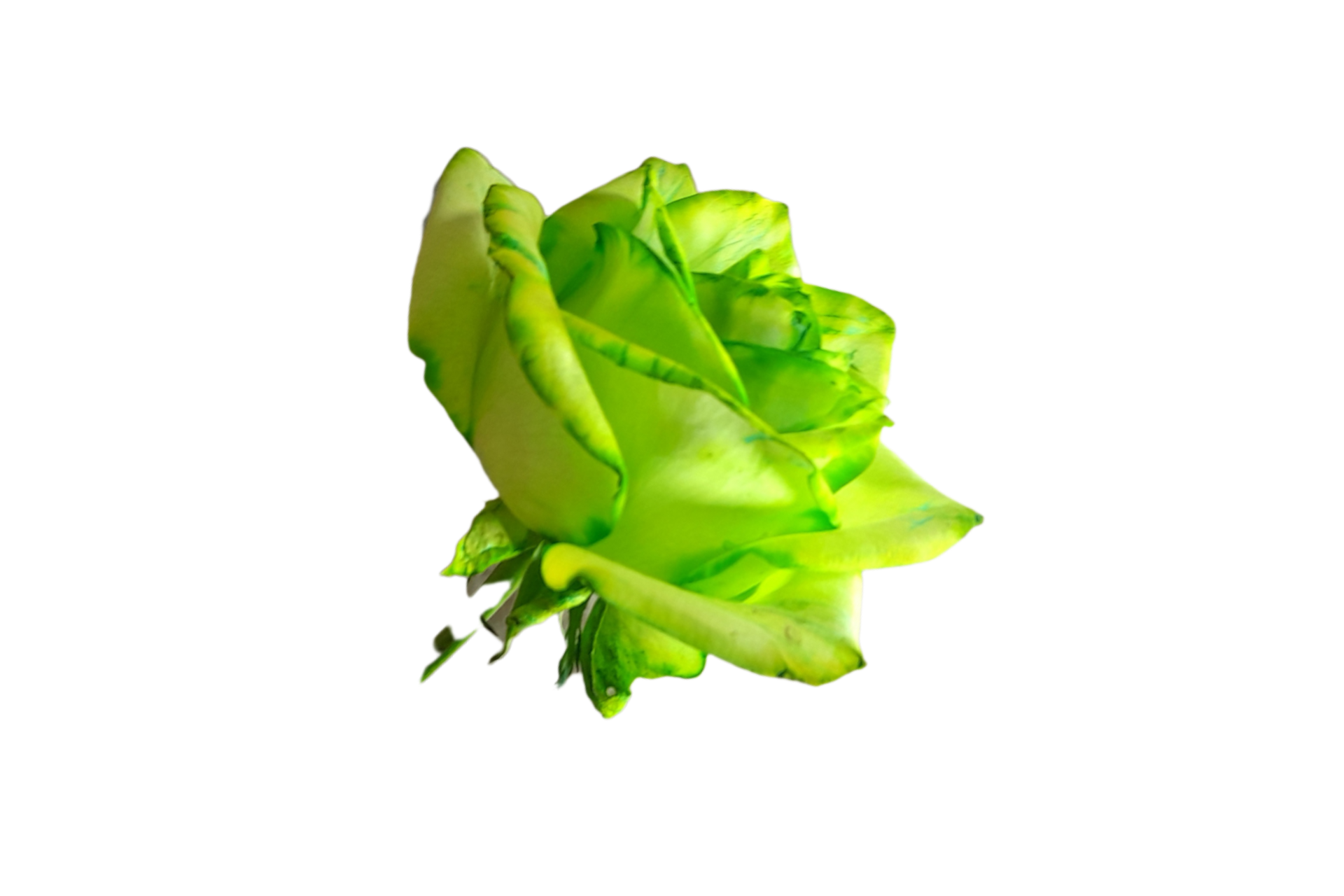 رز سبز
