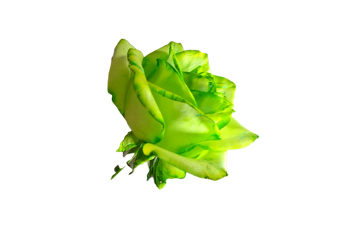 رز سبز