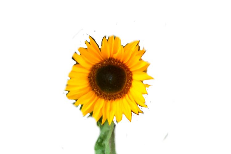 گل افتابگردان