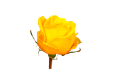 رز زرد